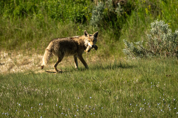 coyote with prairie dog