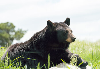 Large adult black bear looking stoic while resting on a rock in Bear Country USA in Rapid City,...