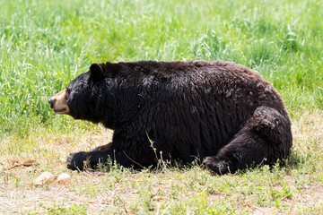 Fototapeta premium Adult Black Bear resting in the grass in Bear Country USA in Rapid City, South Dakota 