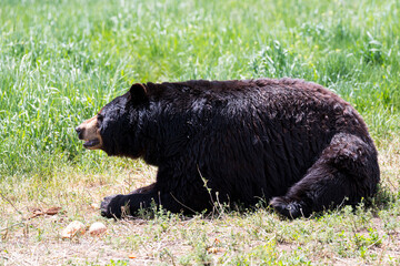 Adult Black Bear resting in the grass in Bear Country USA in Rapid City, South Dakota 