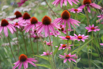 Flowers of purple coneflower (Echinacea purpurea) in garden