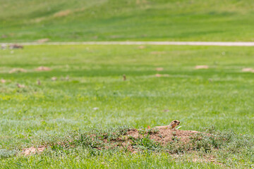 Prairie dogs playing by their burrows in Custer State Park, South Dakota