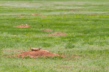 Prairie dogs playing by their burrows in Custer State Park, South Dakota