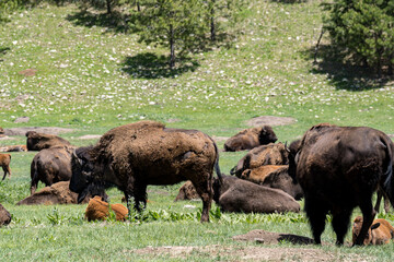 Custer State Park Bison herd along the highway