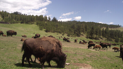 Custer State Park Bison herd along the highway