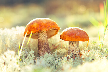 Two aspen mushrooms in reindeer moss close-up. Natural background.