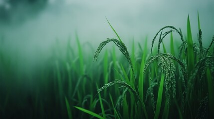 A zoomed shot of rice, in a misty field in dark green tones.
