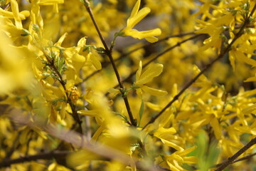 yellow flowers on a tree