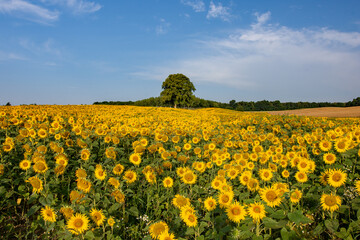 Słoneczniki © piotrwolak