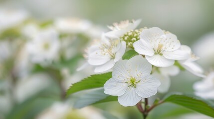 Obraz premium Delicate White Hydrangea Blooms in Soft Morning Light