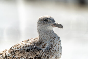 seagull on a sunny day in Oslo Norway