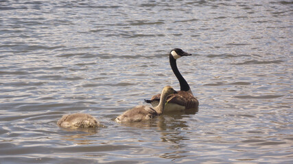 Canadian Geese on Sylvan Lake in Custer State Park, Black Hills South Dakota