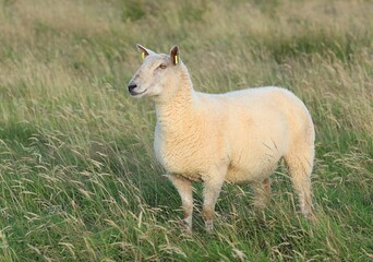 Sheep: Cheviot breed ewe standing in field on farmland in rural Ireland