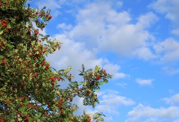 Close up of Rowan Tree with red berries visible against backdrop of blue sky interspersed with clouds 
