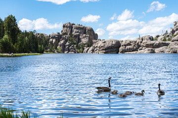 Canadian Geese on Sylvan Lake in Custer State Park, Black Hills South Dakota