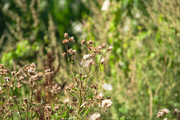 Wild fowers in summer