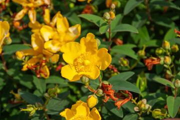 gelbes Johanniskraut hypericum patulum
