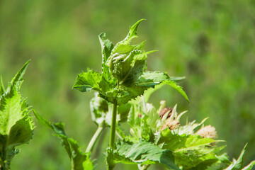 Wild green plant in summer