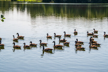 Viele Gänse schwimmen auf einem See © Anja