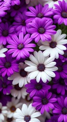 Close-up of purple and white daisies in full bloom © Sanja