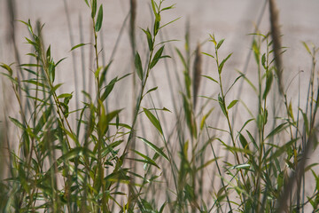 Green Plant and sand
