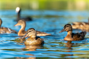 ducks swimming in the pond in Oslo city center in norway in summer