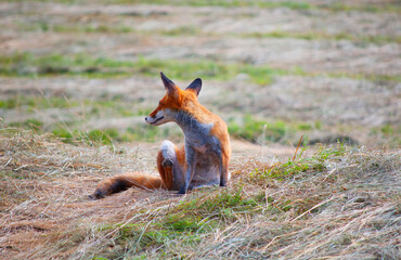 A young fox sitting on a grass.