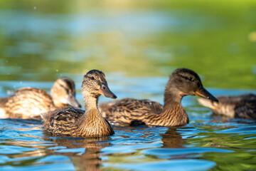 ducks swimming in the pond in Oslo city center in norway in summer
