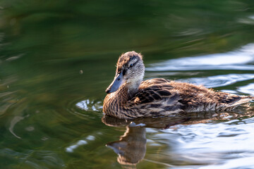 ducks in the pond in Oslo Norway in summer asking for food