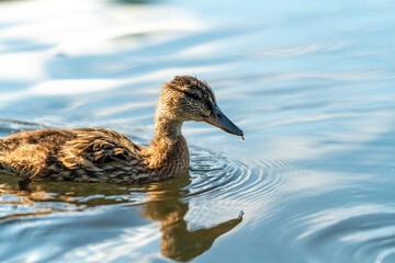 ducks in the pond in Oslo Norway in summer asking for food
