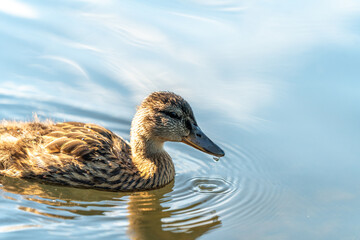 ducks swimming in the pond in Oslo city center in norway in summer