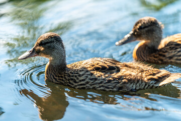 ducks in the pond in Oslo Norway in summer asking for food