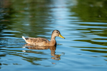 ducks swimming in the pond in Oslo city center in norway in summer