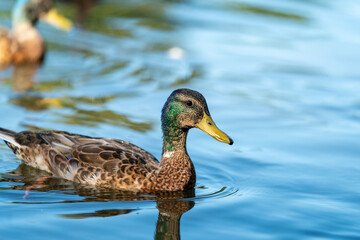 ducks in the pond in Oslo Norway in summer asking for food