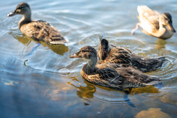 ducks swimming in the pond in Oslo city center in norway in summer