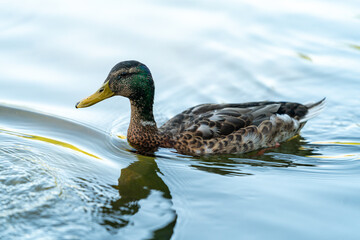 Fototapeta premium ducks swimming in the pond in Oslo city center in norway in summer