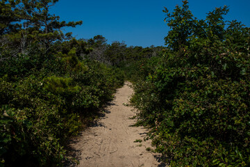 ocean trail to bluffs overlooking ocean beach on cape cod in Massachusetts