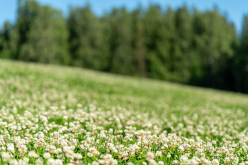 meadow in Ekebergen Park in Oslo Norway on a summer day