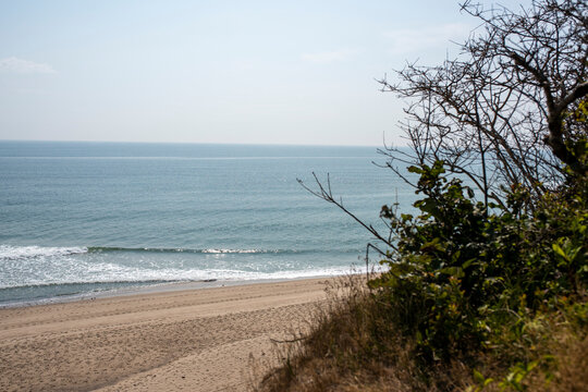 shrubs and ocean on cape cod