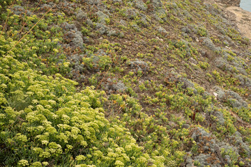A hillside covered in a variety of plants showcasing the beauty of nature s diverse tapestry
