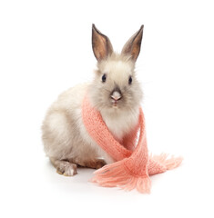 White rabbit in scarf.