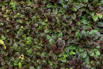 Maroon and green foliage of ajuga reptans.
