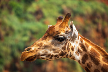Detail of a giraffe's head looking in profile against a blurred green background