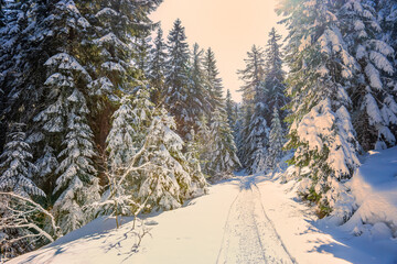 Snow covered road in the coniferous forest in sunny winter morning after snowfall. Bulgarian...