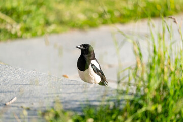 bird on the stairs in Ekebergen park in Oslo asking for food
