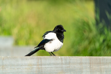 crow bird in Oslo Ekebergen Park asking for food