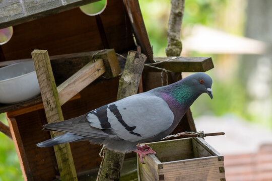 Pigeon sur la mangeoire des oiseaux
