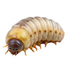 Naklejka premium Larva Of A Beetle Isolated On Transparent Background