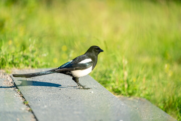 crow bird in Oslo Ekebergen Park asking for food