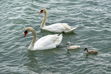 Famille de cygnes sur le lac Léman
